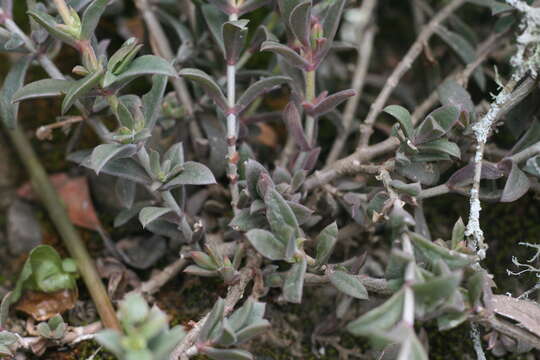 Image of Delosperma invalidum (N. E. Br.) N. E. K. Hartmann