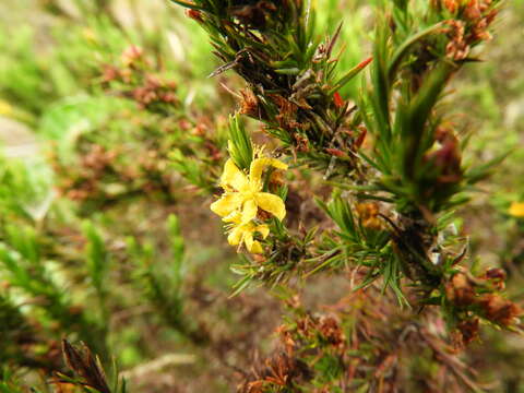 صورة Hypericum juniperinum (L. fil.) Kunth