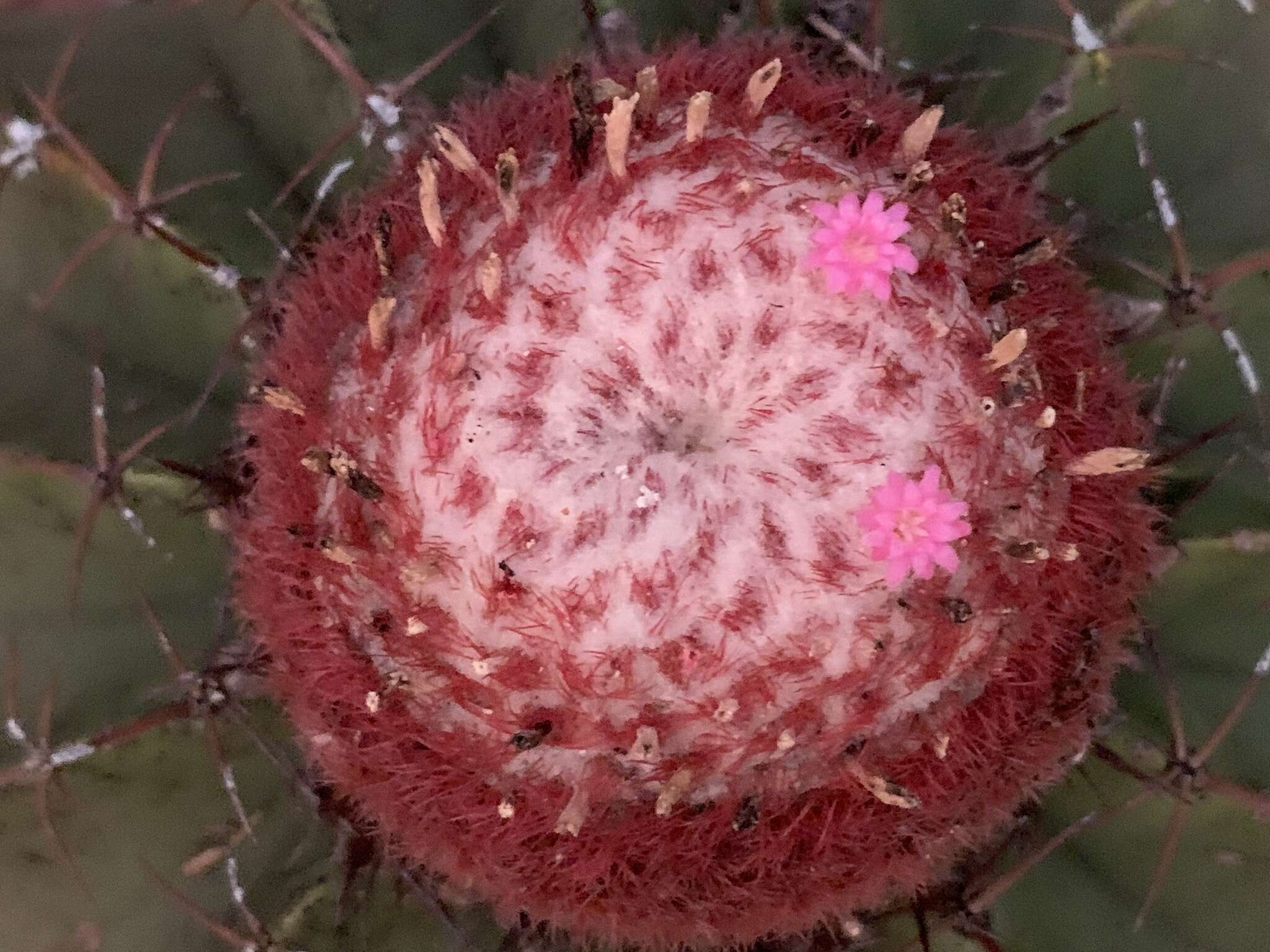 Image of Melocactus bellavistensis subsp. bellavistensis