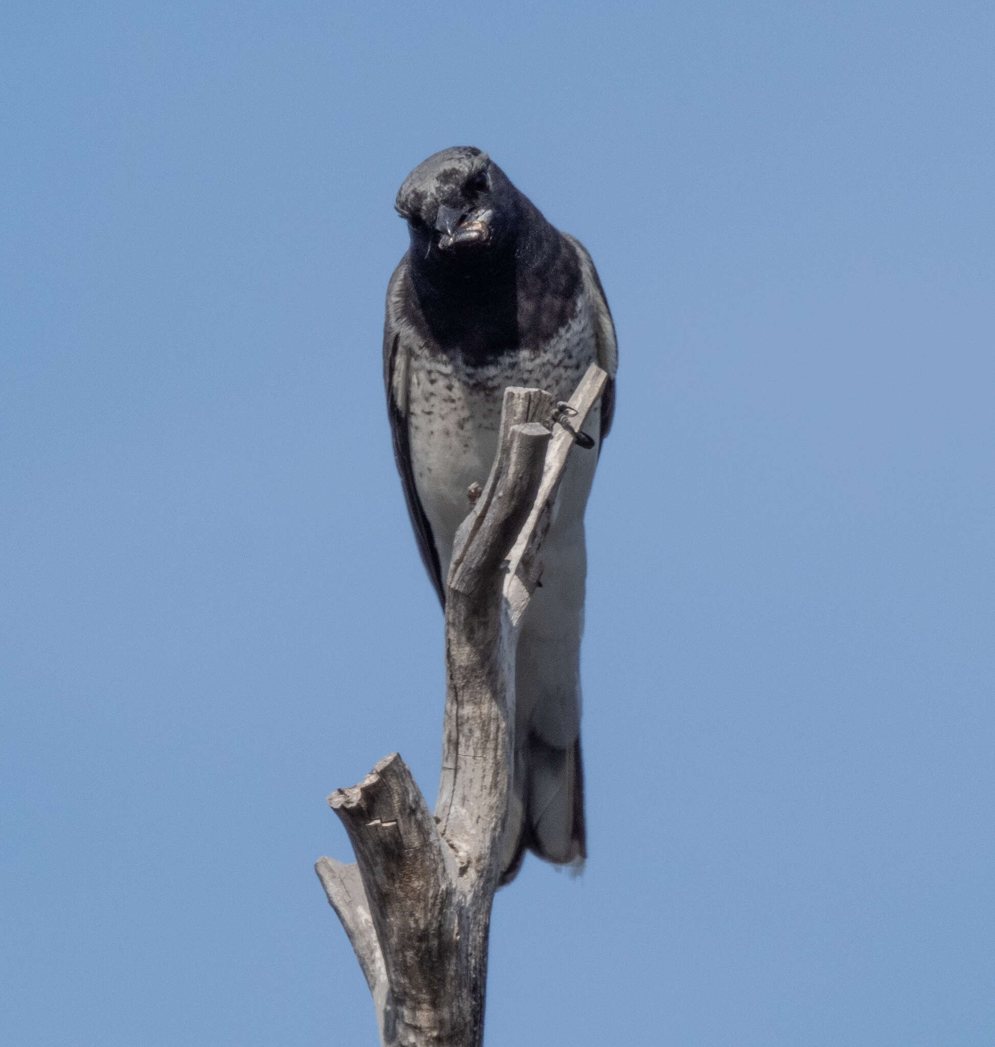 Imagem de Coracina papuensis robusta (Latham 1801)