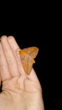 Image of Spiny Oakworm Moth