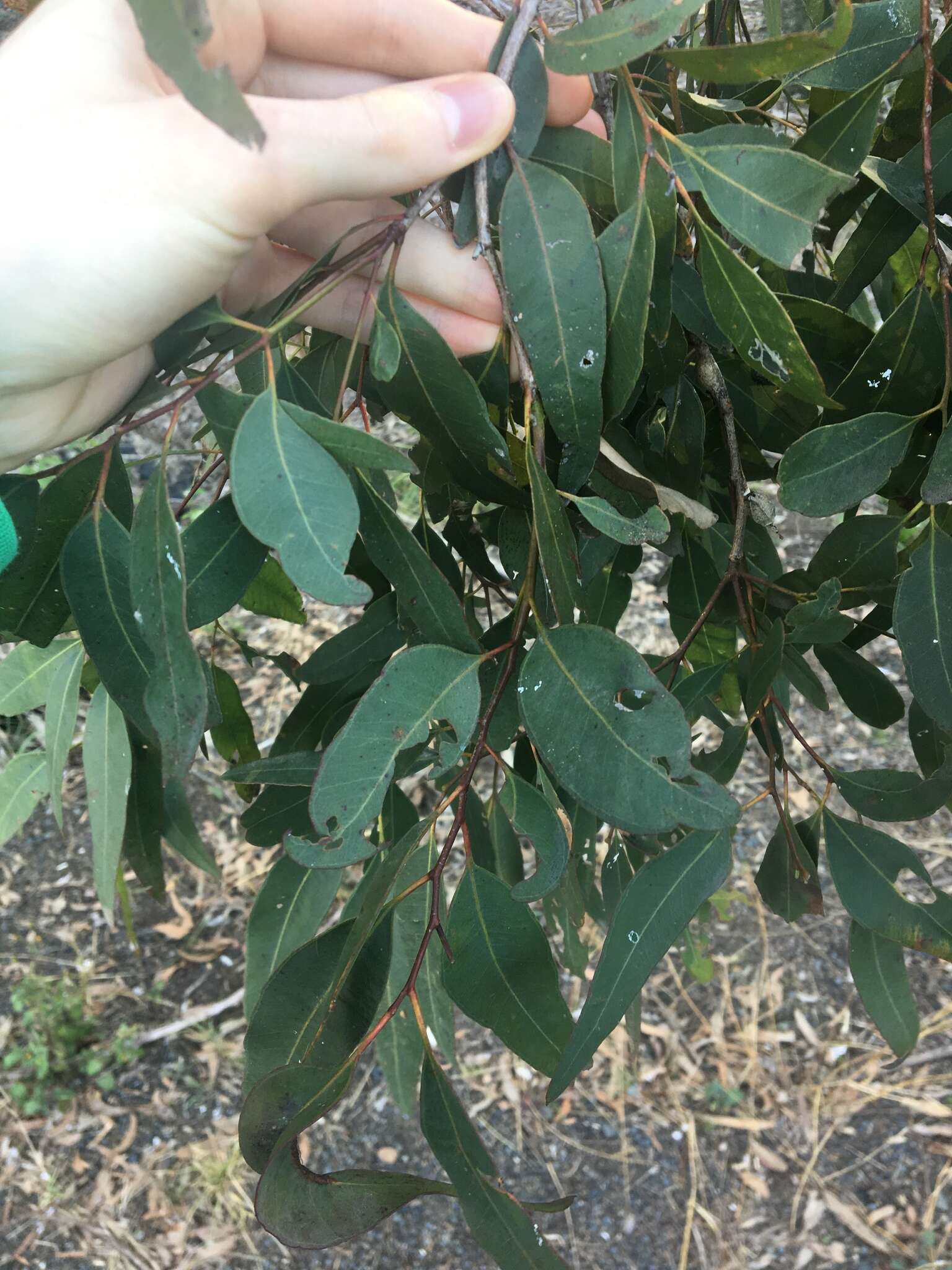 Image of gray ironbark