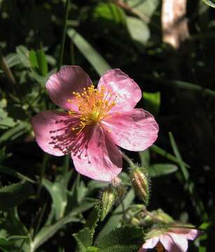 Imagem de Helianthemum nummularium var. pyrenaicum (Janchen) C. Raynaud