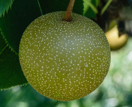 Plancia ëd Pyrus pyrifolia (Burm. fil.) Nakai