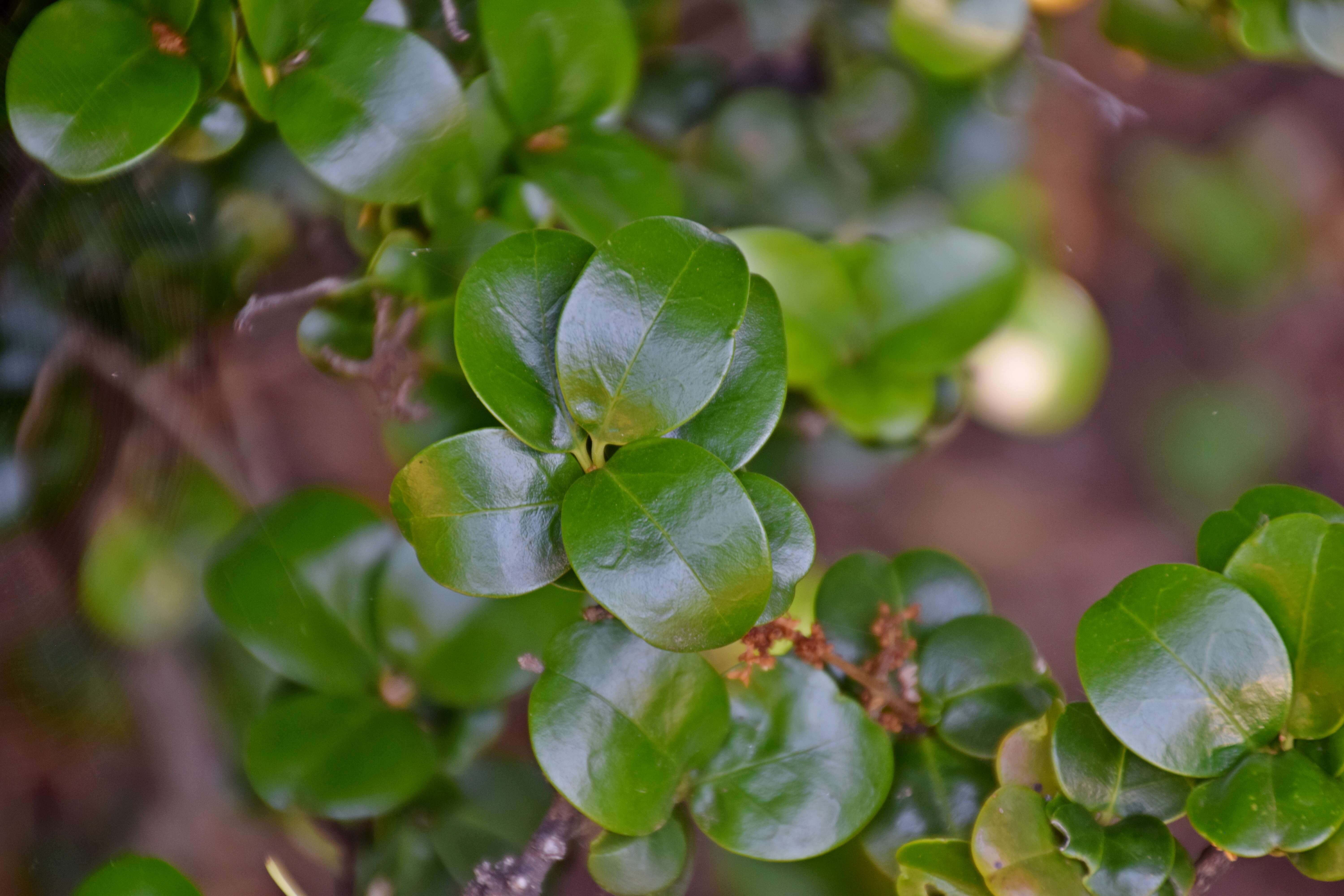 Image of Japanese privet