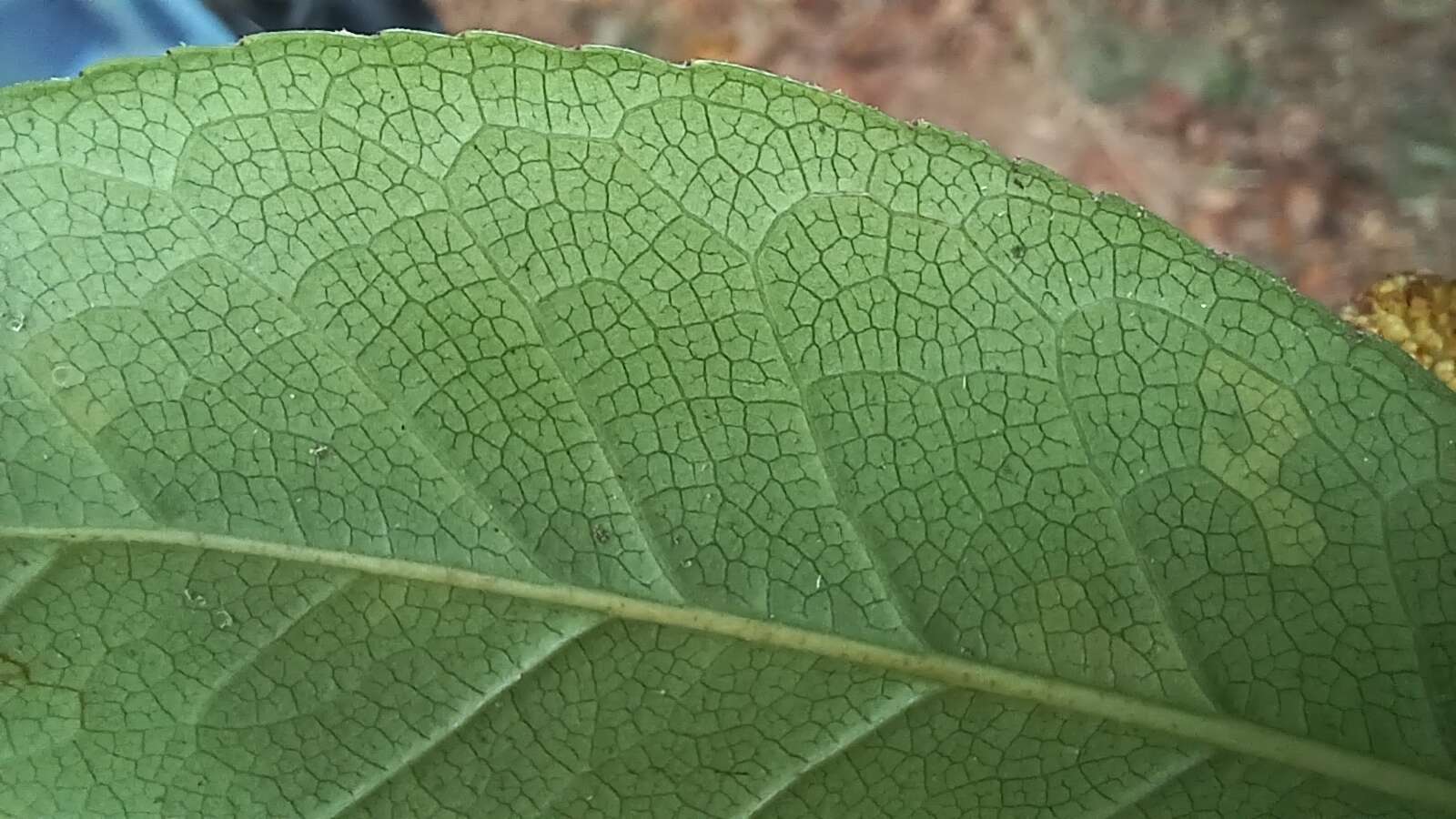 Image of Liquidambar chinensis Champ. ex Benth.