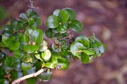 Image of Japanese privet