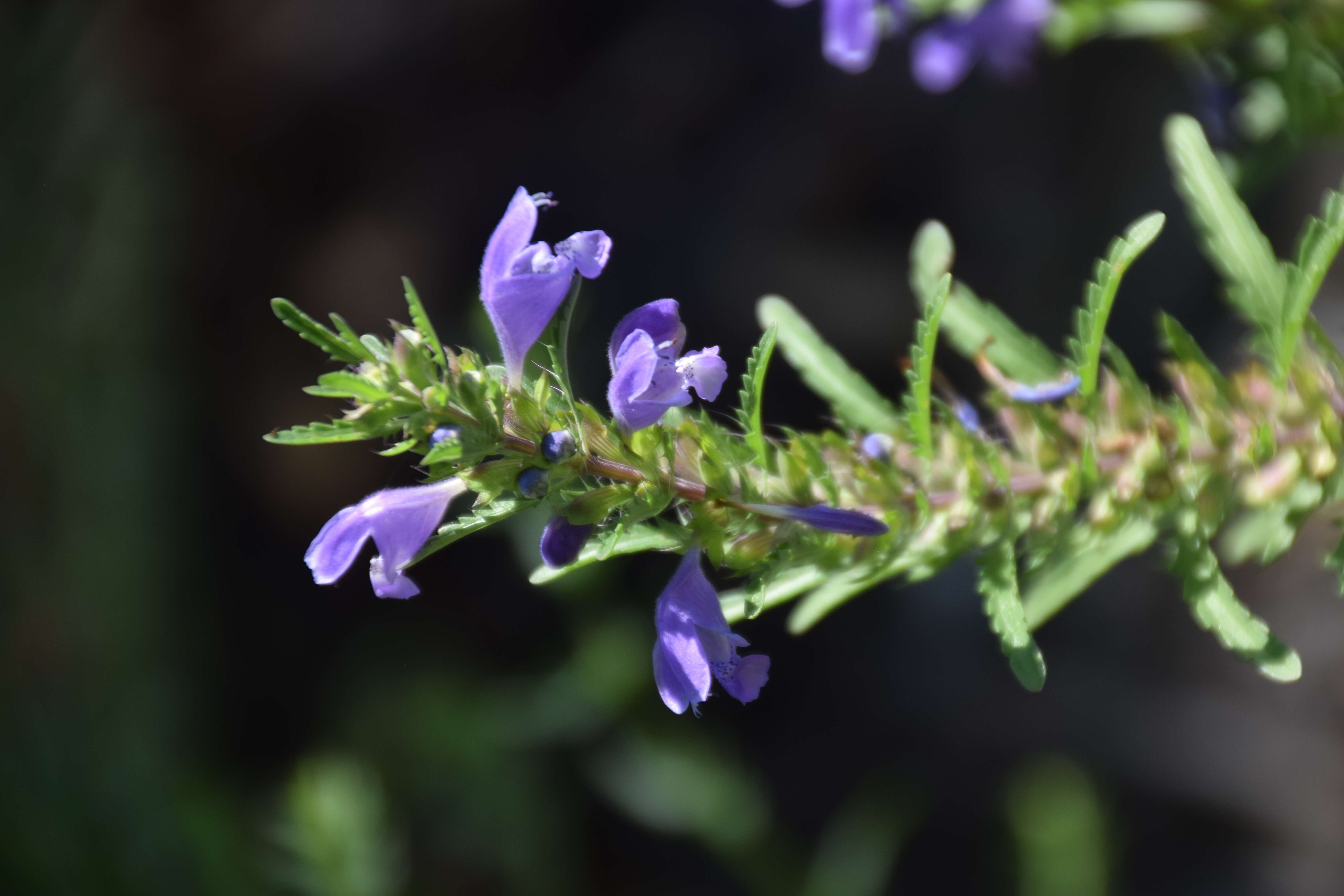 Dracocephalum moldavica L. resmi