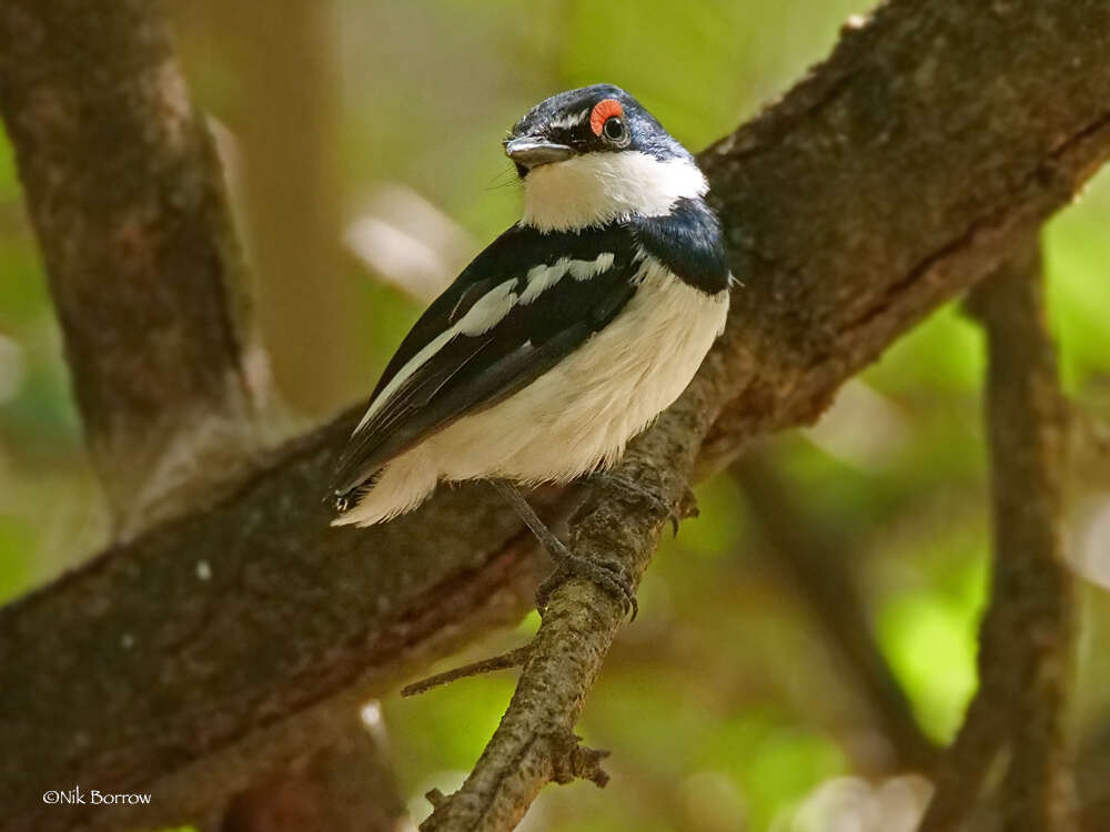 Слика од Platysteira cyanea (Müller & Pls 1776)