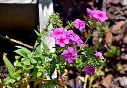 Image of annual phlox