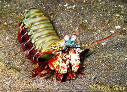Image of peacock mantis shrimp