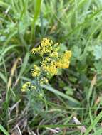 Image of Wirtgen's bedstraw