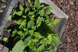 Image of blue-eyed-Mary