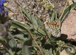 Image of Red-Band Fritillary