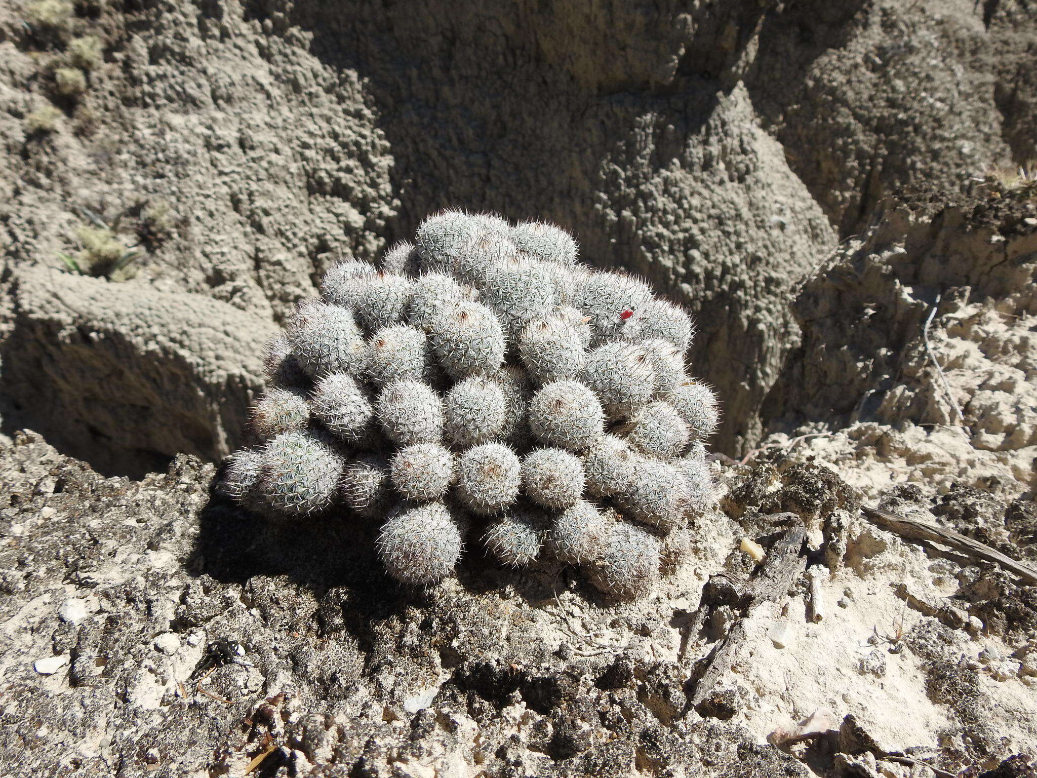 Image of Mammillaria haageana subsp. meissneri