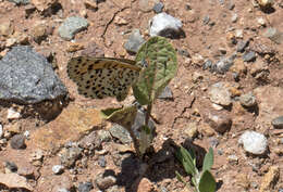 Image of Red-Band Fritillary