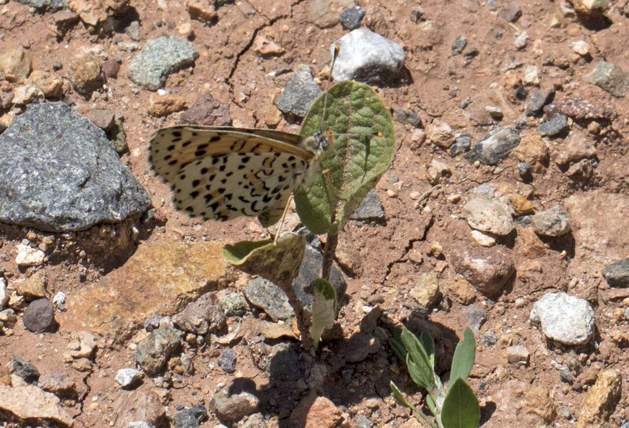 Image of Red-Band Fritillary