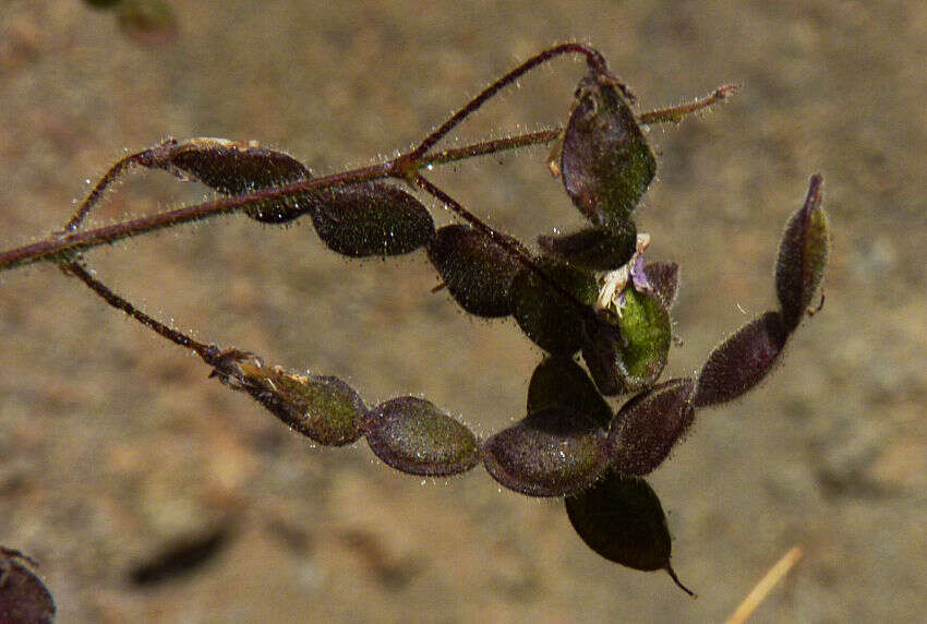 Image of Desmodium ospriostreblum Chiov.