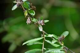 Image de Buddleja lindleyana Fortune ex Lindl.