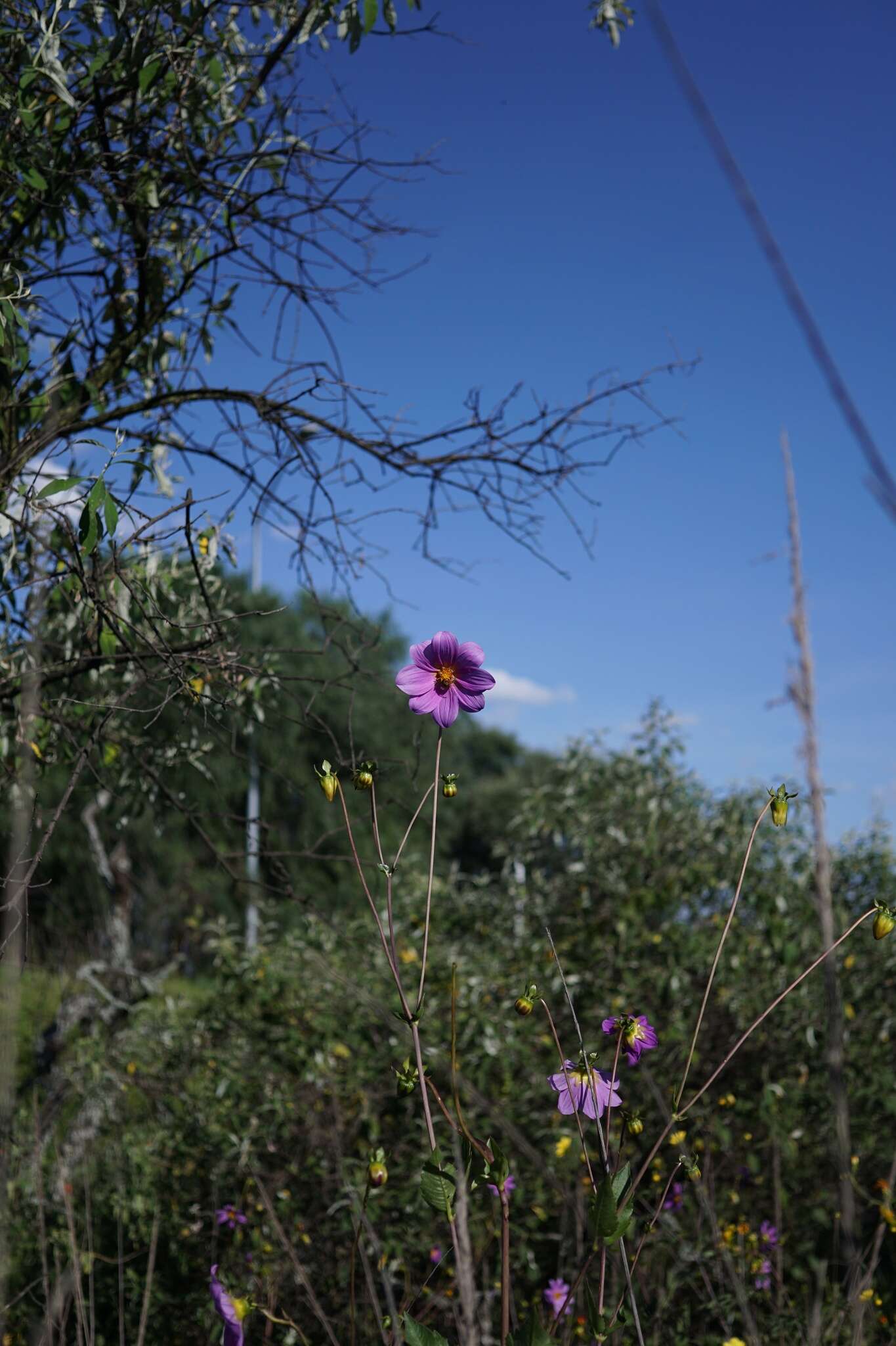 Image of Dahlia sorensenii H. V. Hansen & J. P. Hjerting