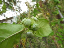 Image of Macroscepis diademata (Ker-Gawl.) W. D. Stevens