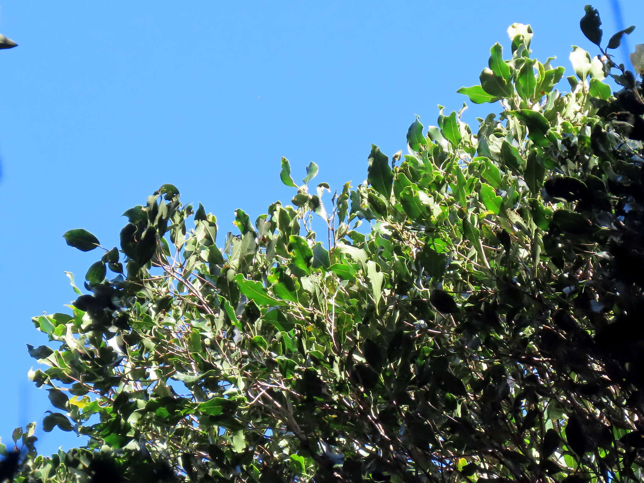 Imagem de Olea capensis subsp. capensis