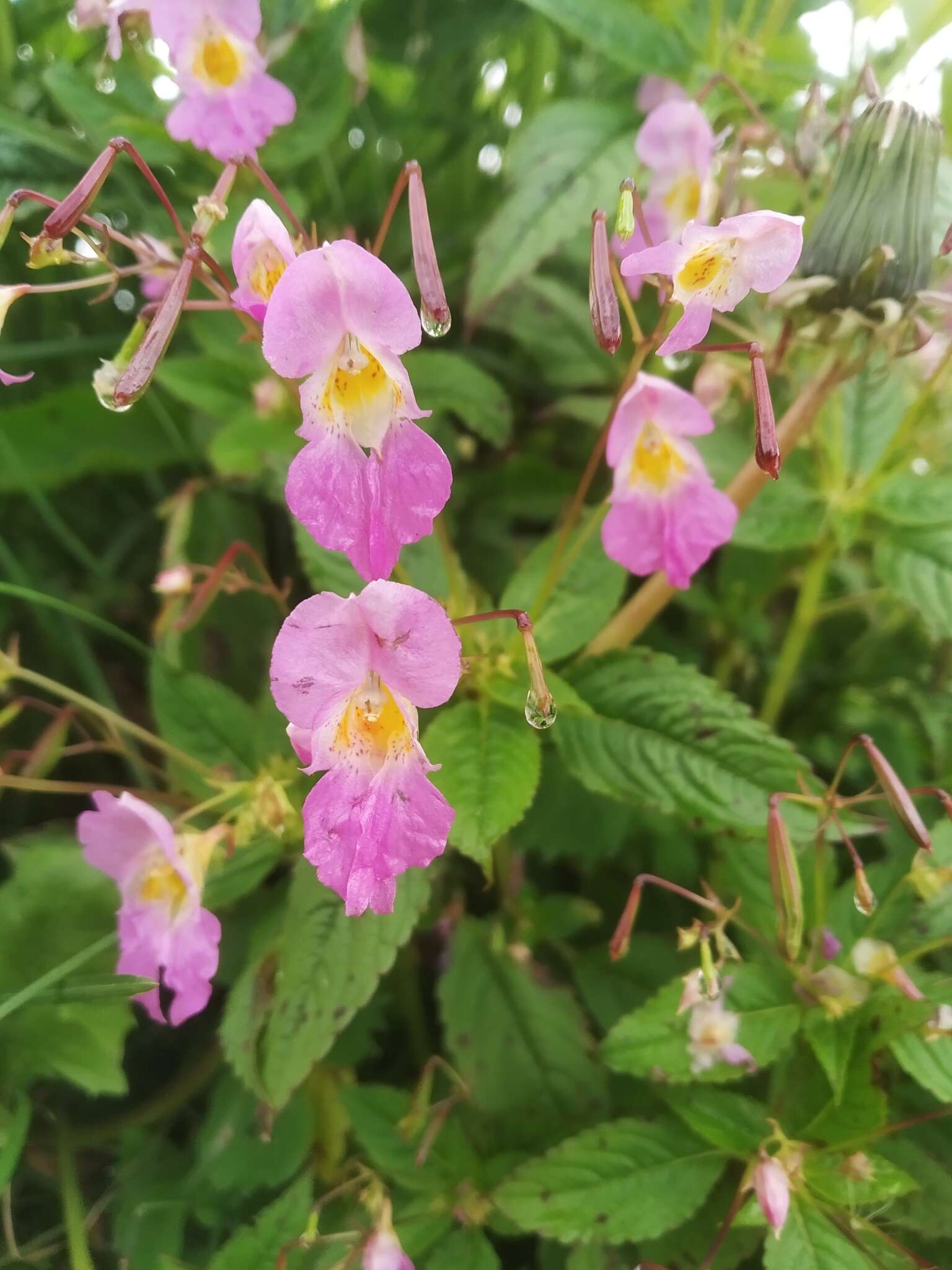 Imagem de Impatiens sulcata Wall.