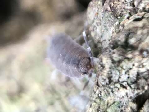 Image of Isopod