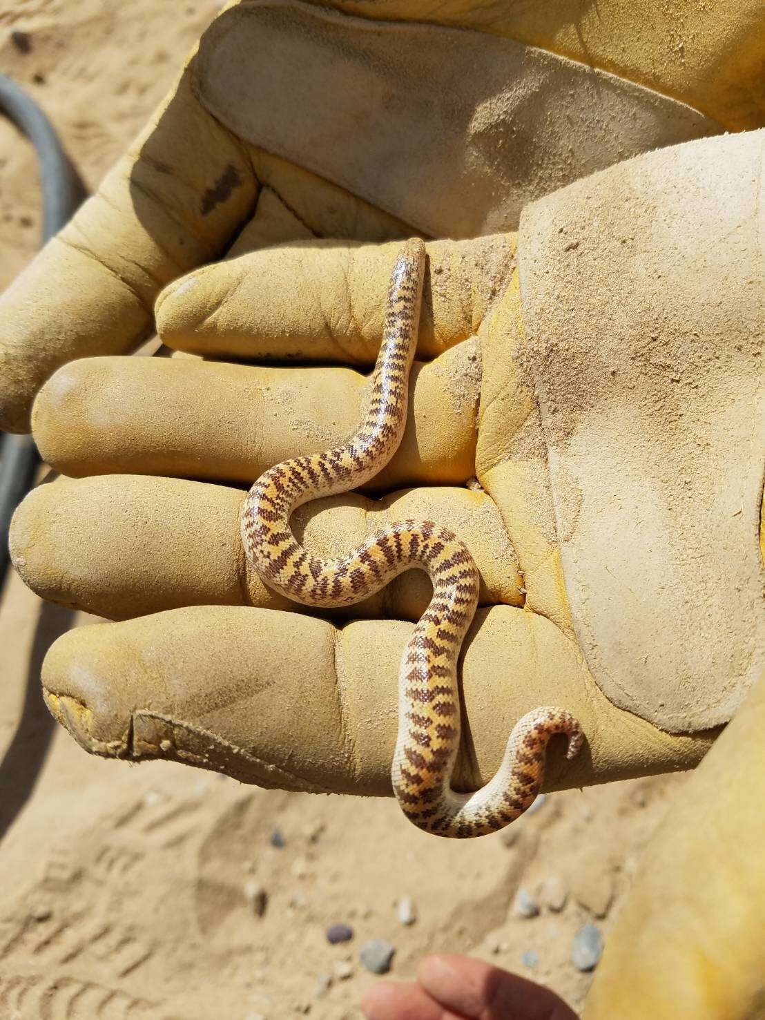Image of Arabian Sand Boa
