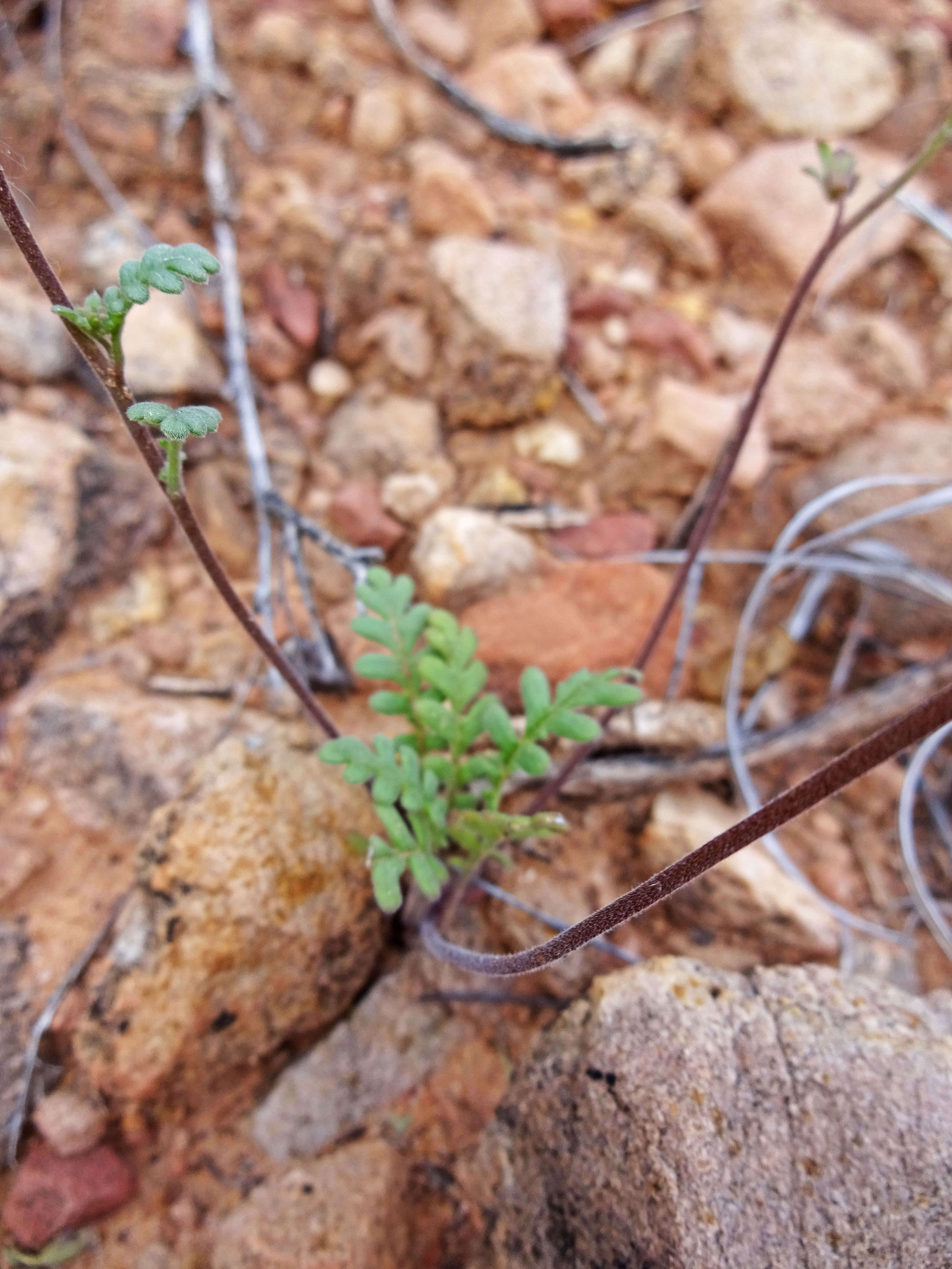 Image of Fremont's phacelia