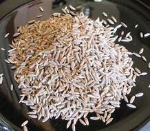 Image of cumin