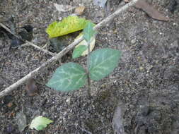 Image of Ceropegia collaricorona Werderm.