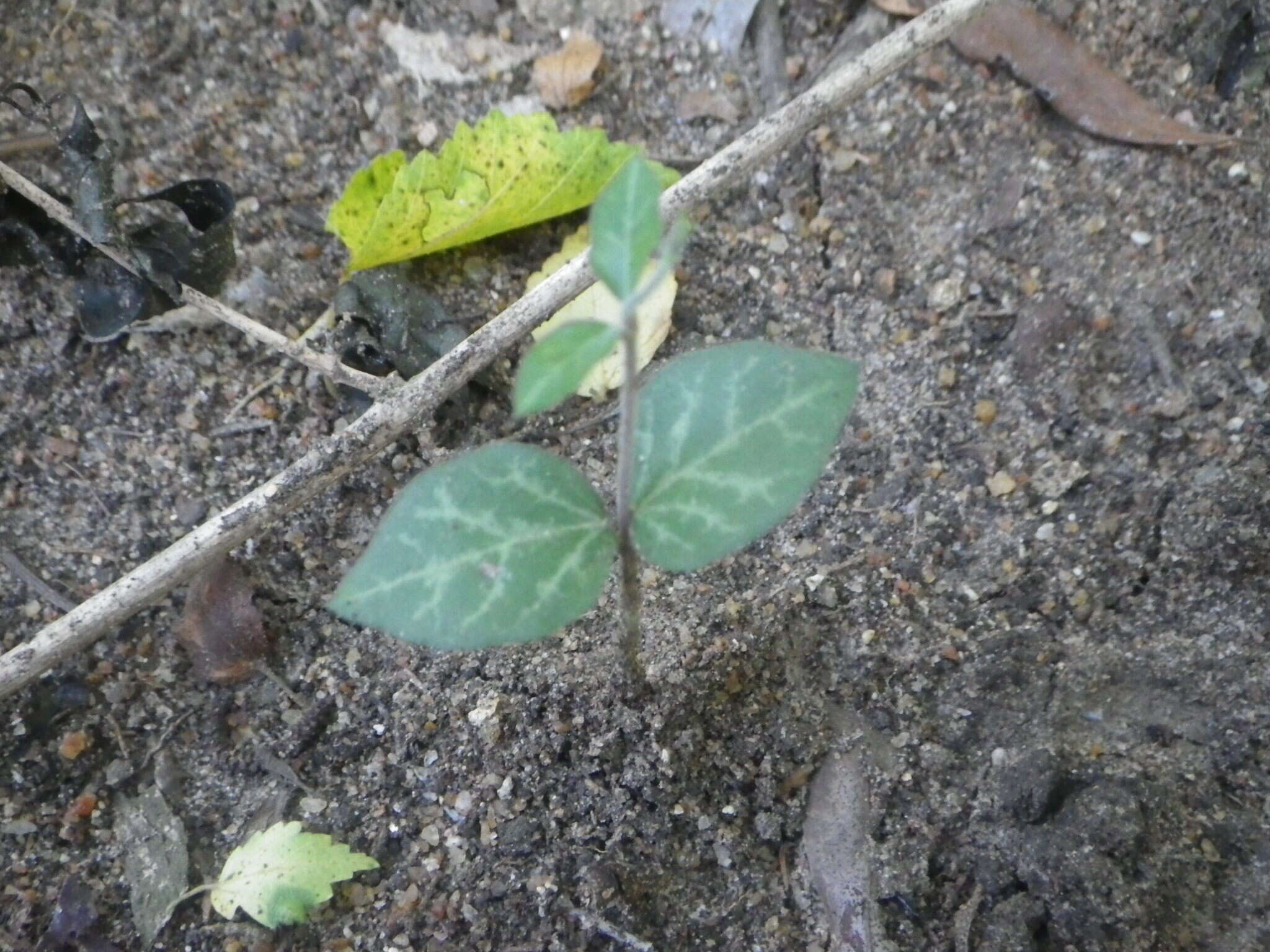 Imagem de Ceropegia collaricorona Werderm.