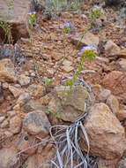 Image of Fremont's phacelia