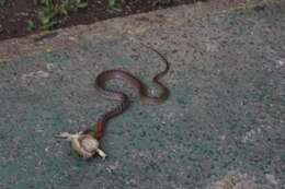 Image of Red-necked Keelback