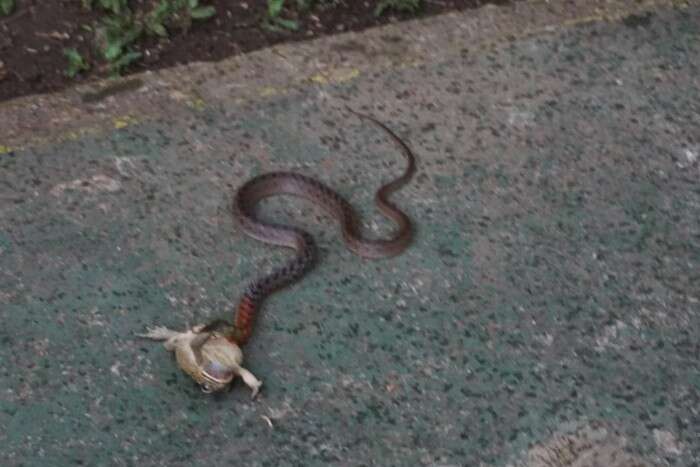 Image of Red-necked Keelback