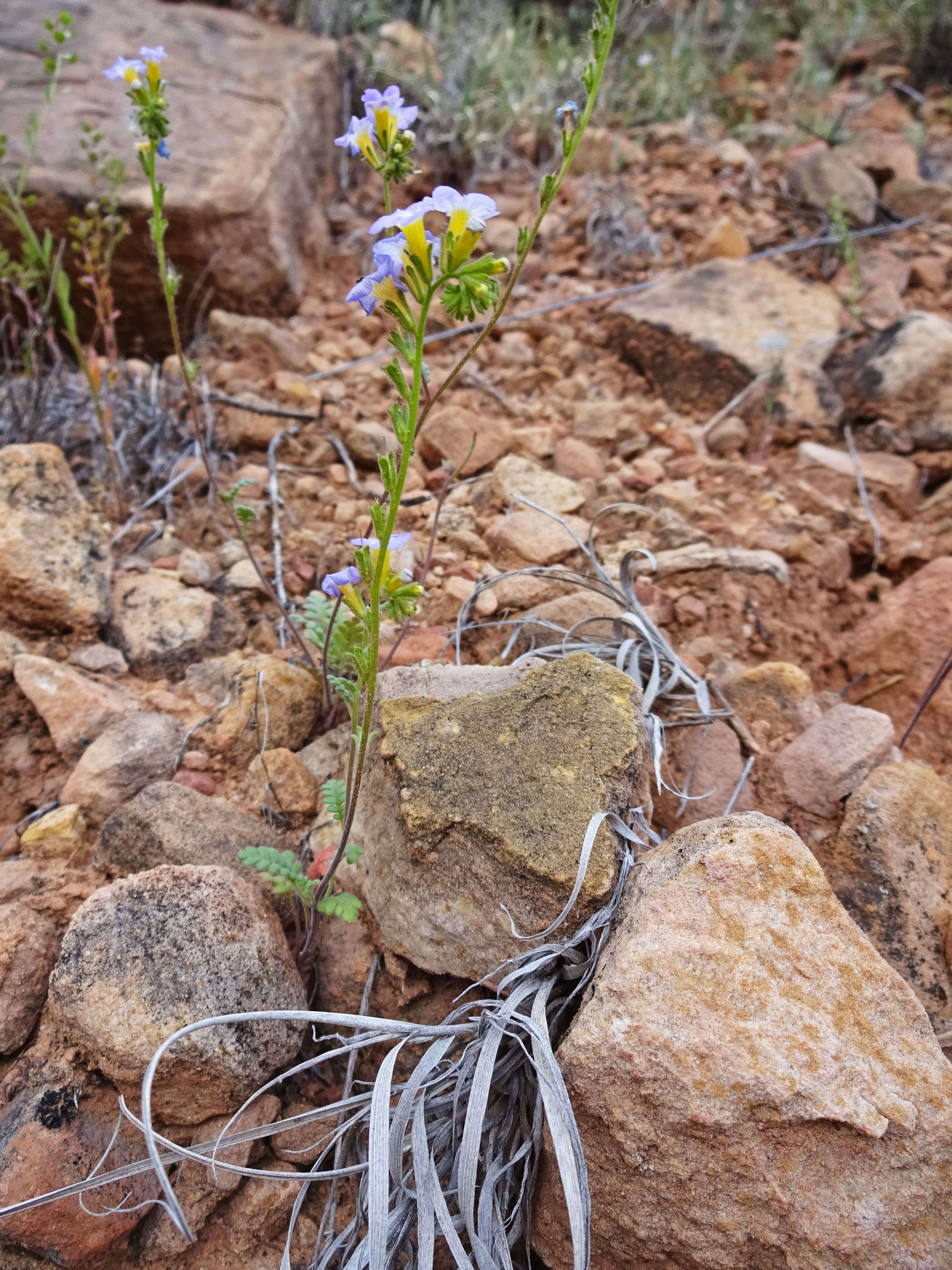 Image of Fremont's phacelia