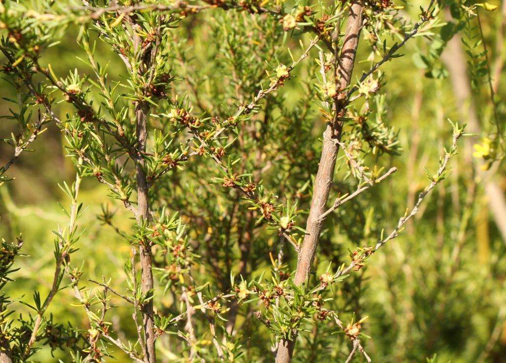 Image of Cliffortia linearifolia Eckl. & Zeyh.