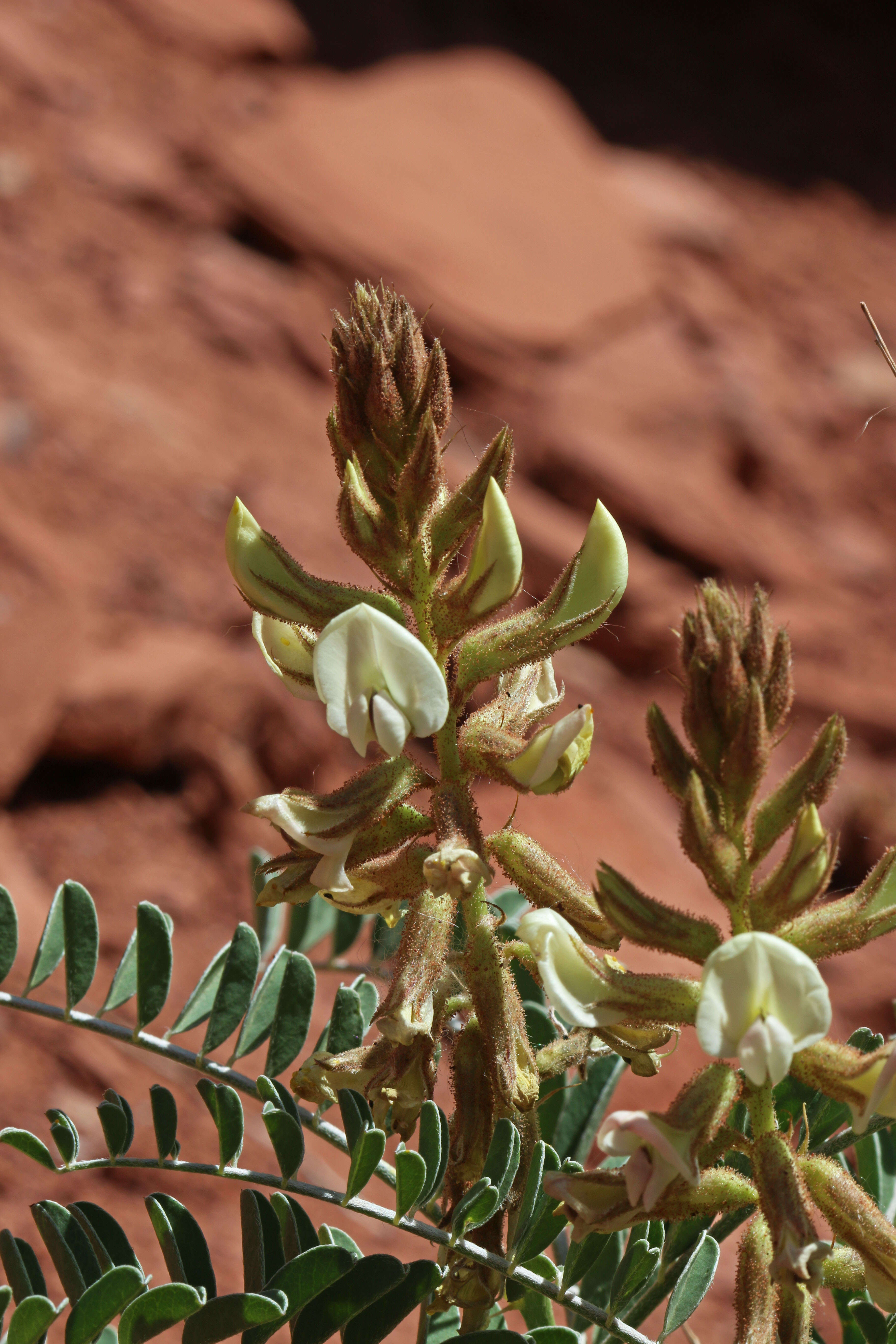 Image de Peteria thompsoniae S. Watson