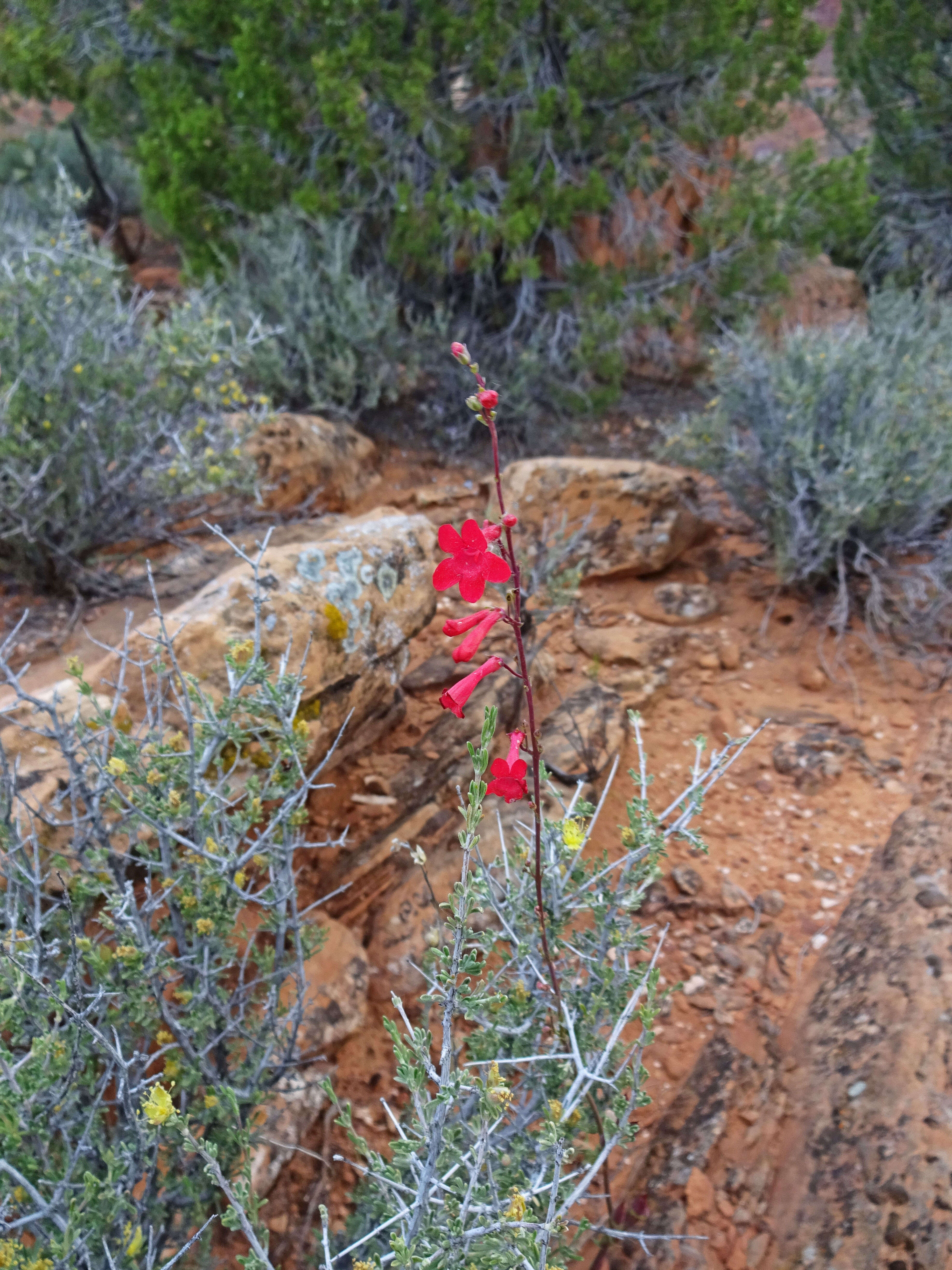 Image of Utah penstemon