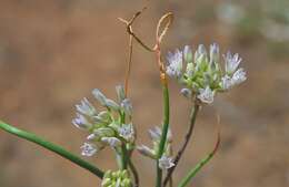 Image of Parry's fringed onion