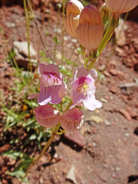 Image of Palmer's penstemon