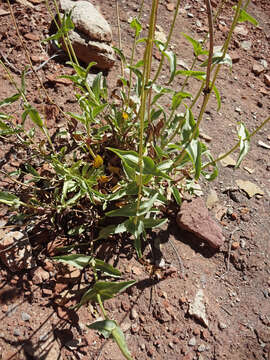 Image of Palmer's penstemon