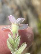 Image of Thaminophyllum latifolium P. Bond