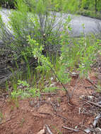 Image of pale desert-thorn