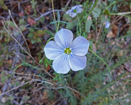 Image of Blue flax