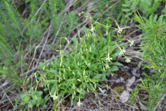 Image of Silene saxatilis Sims