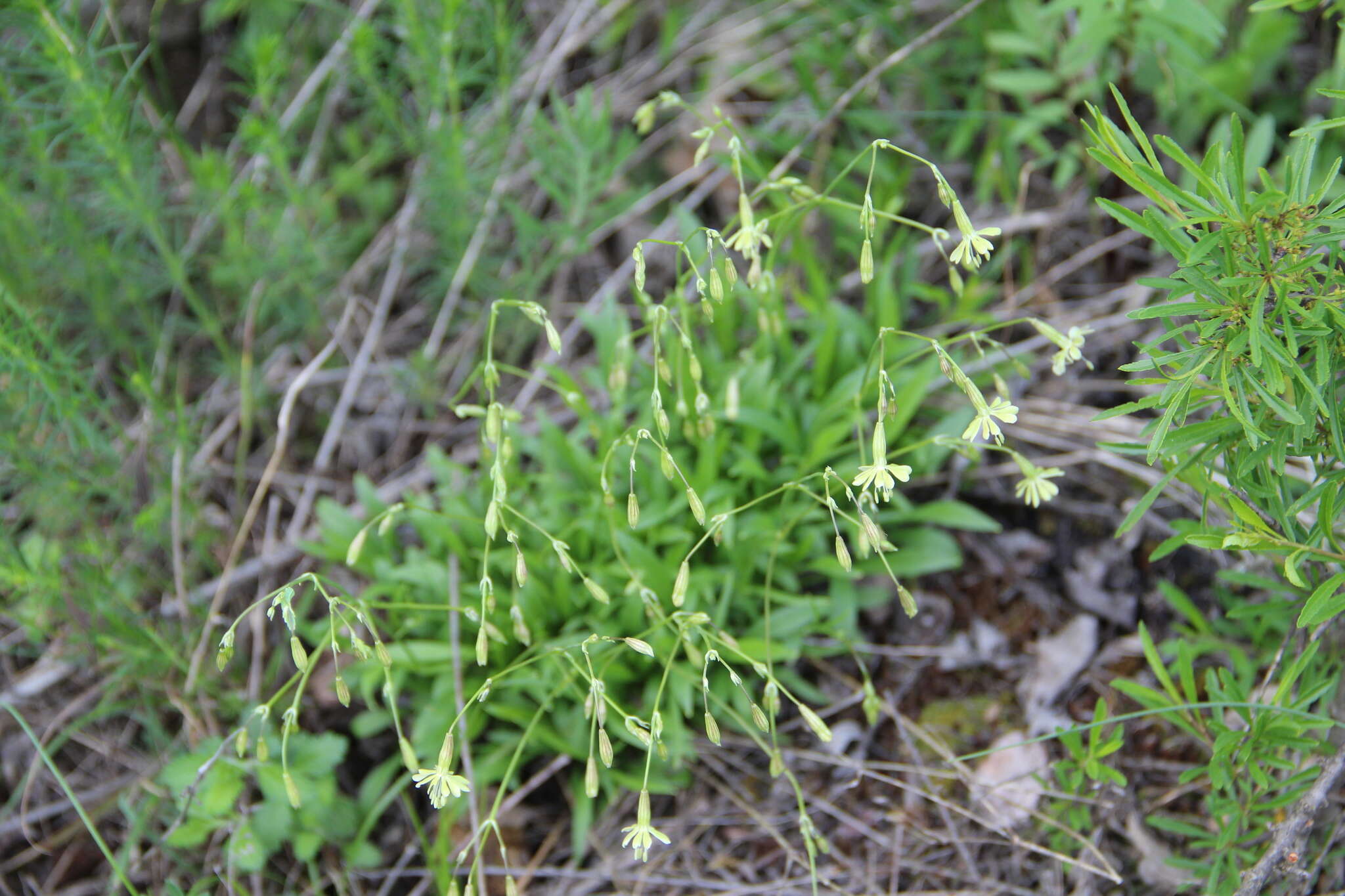 Image de Silene saxatilis Sims