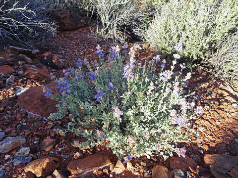 Image of purple sage