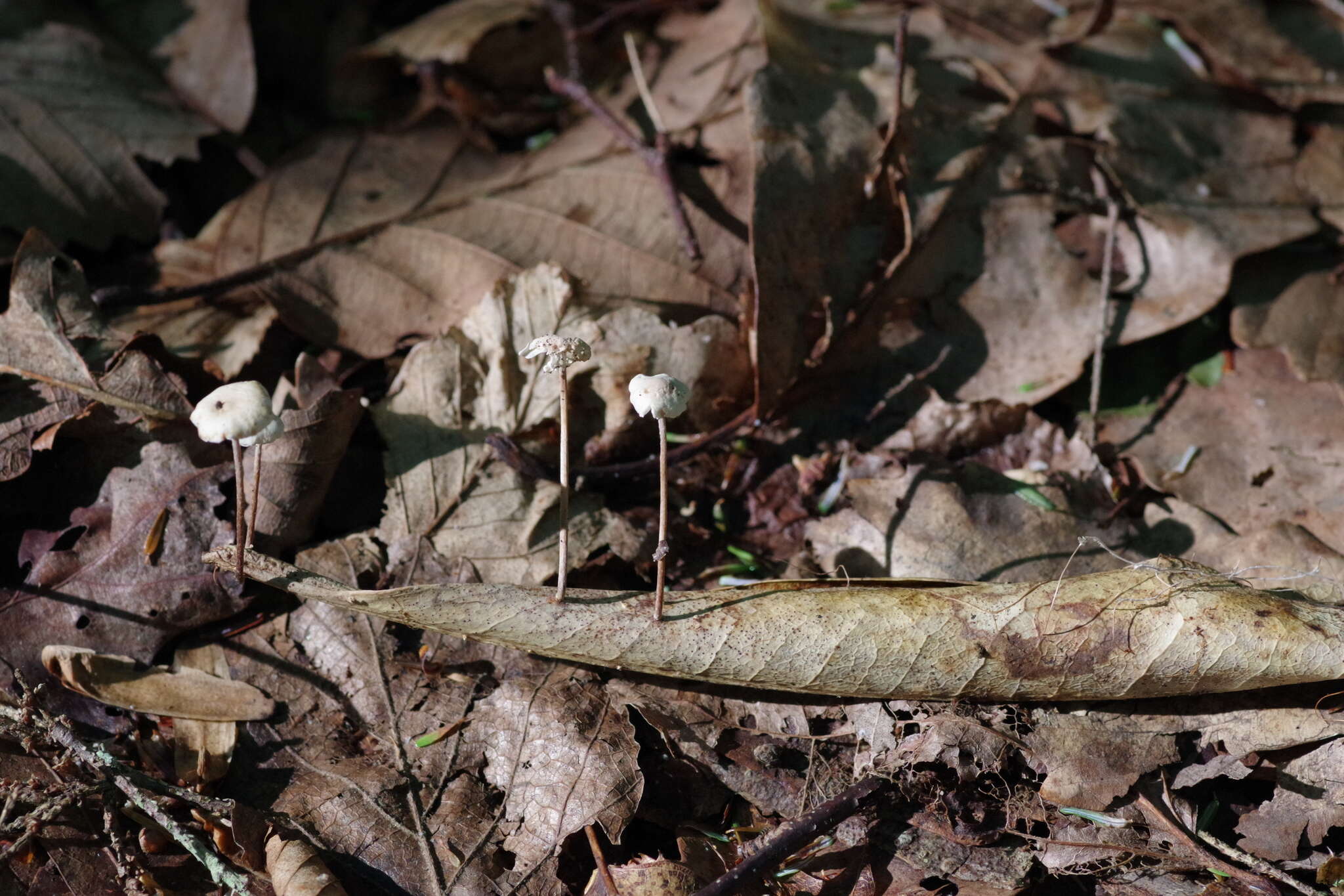 Image of Mycetinis opacus (Berk. & M. A. Curtis) A. W. Wilson & Desjardin 2005